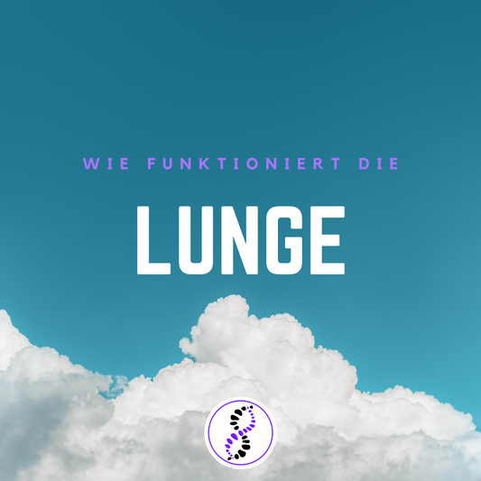 Wie funktioniert die Lunge? | genetic balance - DNATest, DNA Test, DNAAnalyse, Analyse, DNA Analyse, DNA Analytics, Telomere, DNA, DNS, Gentest, Gene, Gesundheit, Health, Prävention, Praevention, Prevention, Ageing, Aging, Alter, Altern