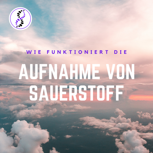 Wie funktioniert die Aufnahme von Sauerstoff? | genetic balance - DNAAnalyse, Analyse, DNA Analyse, DNA Analytics, Telomere, DNA, DNS, Gentest, Gene, Gesundheit, Health, Prävention, Praevention, Prevention, Ageing, Aging, Alter, Altern